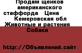 Продам щенков американского стаффорда › Цена ­ 3 500 - Кемеровская обл. Животные и растения » Собаки   